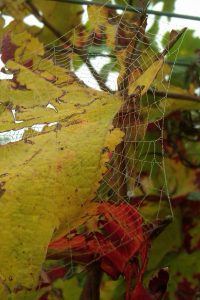 Herbst